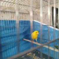 دوتا قناری نر مست|پرنده|شیراز, مسلم|دیوار