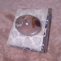 فروش شجر بیا پایین