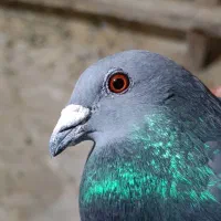 کبوتر پلاکی نر