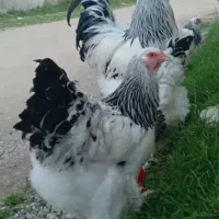 تعدای مرغ و خروس زیبا و خاص نژاد دار