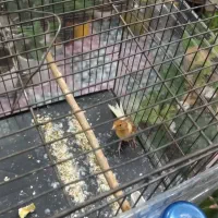 تعدادی قناری