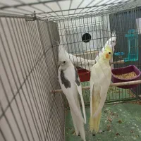 جفت عروس هلندی دوکت آلبینو سخنگو رو تخم