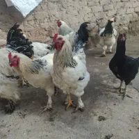 سه عدد خروس برهما 7 ماهه به فروش میرسد