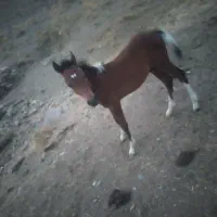 اسب|اسب و تجهیزات اسب‌سواری|سرشیو, |دیوار