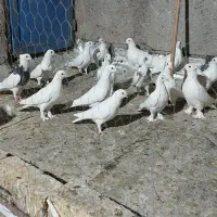 کفتر پرشی