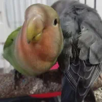 طوطی برزیلی رام|پرنده|سقز, |دیوار