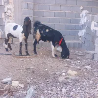 بز کهره|حیوانات مزرعه|شیراز, کرونی(خاتونک)|دیوار