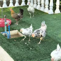 مرغ گلین