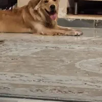 سگ گلدن|سگ|فردیس, منظریه|دیوار