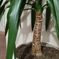 گل یوکای بزرگ|گل و گیاه طبیعی|بانه, |دیوار