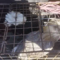 یک جفت مرغ و خروس لهستانی