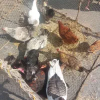 مرغ محلی پاک کرده (رشت)|حیوانات مزرعه|آستانه اشرفیه, |دیوار