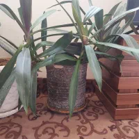 گلدان وگل طبیعی|گل و گیاه طبیعی|شیراز, نصر|دیوار