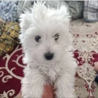 سگ شیتزو|سگ|سبزوار, شرق کال جنوبی (شمس آبادی)|دیوار