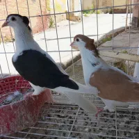 جفت چپی درجه یک کاکل