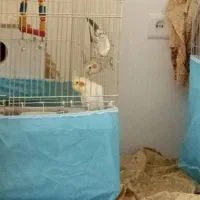 عروس هلندی مولد