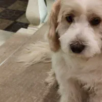 سگ شیتزو نر|سگ|رودهن, |دیوار