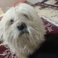 کادوی ولنتاین