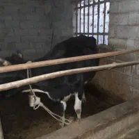 دو راس گاو محلی|حیوانات مزرعه|ایزدشهر, |دیوار