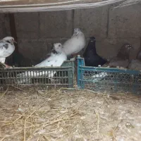 فروش کبوتر..