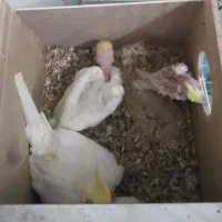 فروش عروس هلندی