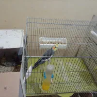 عروس هلندی،گرینچیک،برزیلی،ملنگو،مرغ عشق|پرنده|بندر کنگان, |دیوار