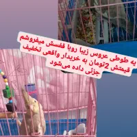 طوطی عروس هلندی نر