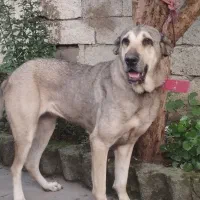 سگ پژدر ماده اصیل