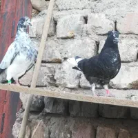 جوجه یه پری