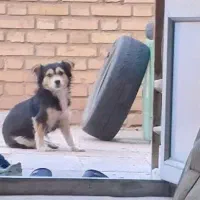 واگذاری سگ نژاد اشپیتز .پول لازم نبودم‌ نمیفروختمش