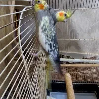 عروس هلندی مولد همراه لوازم جانبی|پرنده|بازرگان, |دیوار