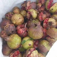 انار ترش