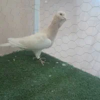 سورور ریحونی