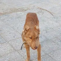 سگ سراب|سگ|زابل, |دیوار