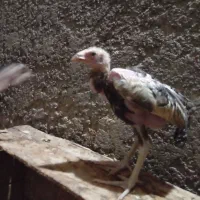جوجه خروس طوسی رودان|حیوانات مزرعه|بندرعباس, |دیوار