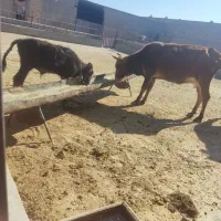 گاو.بادوتا گوساله|حیوانات مزرعه|قم, علی آباد سعدگان|دیوار