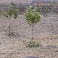 باغ ویلا دشت|فروش خانه و ویلا|نیشابور, فضل|دیوار