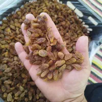 مویز تیزآبی