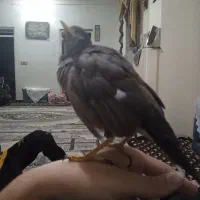 مینا جوان ۴ماهه با قفس چوبی