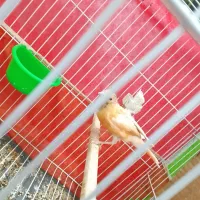 جوجه قناری|پرنده|تربت‌حیدریه, کاشانی|دیوار