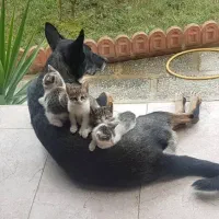 واگذاری گربه