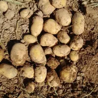 کارگرازماکارازشماپاک کردن سیب زمینی...