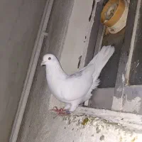 کبوترتمام سفید|پرنده|رشت, جماران|دیوار