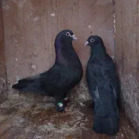 کبوتر زاغ معلقی.چشم سیاه کلافه