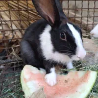 دو عدد خرگوش ماده|موش و خرگوش|بم, |دیوار