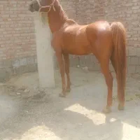 اسب