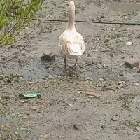 قاز زیبا جوان