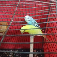 دو عدد مرغ عشق نر و ماده