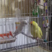 طوطی برزیلی|پرنده|کرمانشاه, |دیوار