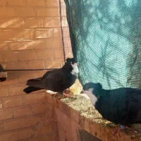 کفتر فروشی کرباتی|پرنده|بهرمان, |دیوار